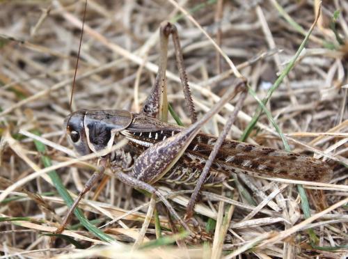 Réf. 198 260 : Decticus albifrons